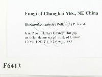 煙管菌藏品圖，第2張