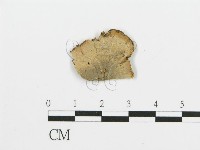 煙管菌藏品圖，第1張