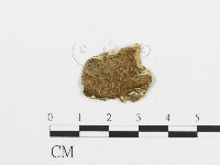 煙管菌藏品圖，第3張