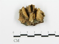 煙管菌藏品圖，第1張