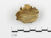 煙管菌藏品圖，第3張