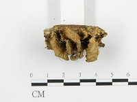 煙管菌藏品圖，第4張