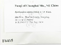 煙管菌藏品圖，第2張