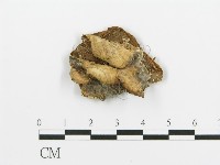 煙管菌藏品圖，第1張