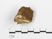 煙管菌藏品圖，第3張