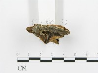 煙管菌藏品圖，第4張