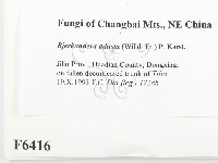 煙管菌藏品圖，第2張