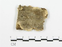 煙管菌藏品圖，第1張