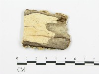 煙管菌藏品圖，第3張