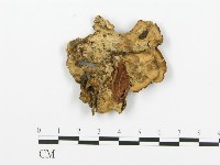 煙管菌藏品圖，第1張