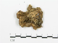 煙管菌藏品圖，第3張