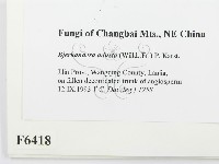 煙管菌藏品圖，第2張