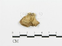 煙管菌藏品圖，第3張