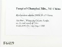 煙管菌藏品圖，第2張