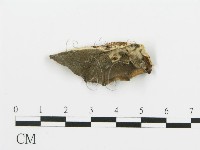 煙管菌藏品圖，第1張