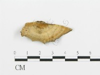 煙管菌藏品圖，第3張