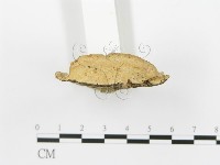 登錄號:F0006421藏品圖，第4張
