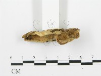 登錄號:F0006425藏品圖，第4張