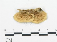 登錄號:F0006427藏品圖，第1張