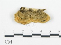 登錄號:F0006427藏品圖，第3張