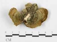 登錄號:F0006430藏品圖，第3張