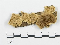 登錄號:F0006435藏品圖，第1張