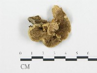 登錄號:F0006436藏品圖，第1張