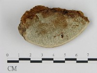 登錄號:F0006442藏品圖，第3張