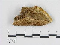 登錄號:F0006444藏品圖，第1張