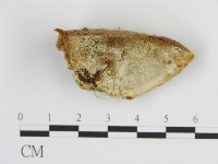 登錄號:F0006444藏品圖，第4張