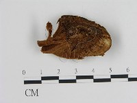 登錄號:F0006445藏品圖，第1張