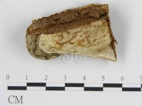 登錄號:F0006448藏品圖，第3張