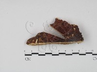 登錄號:F0006449藏品圖，第1張