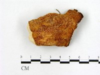 登錄號:F0006462藏品圖，第3張