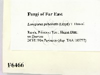 登錄號:F0006466藏品圖，第2張