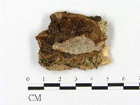 登錄號:F0006466藏品圖，第1張