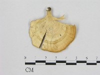 登錄號:F0006473藏品圖，第1張