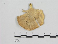 登錄號:F0006473藏品圖，第3張