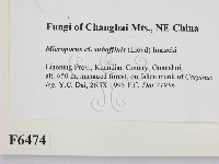 登錄號:F0006474藏品圖，第2張