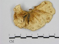 登錄號:F0006476藏品圖，第1張