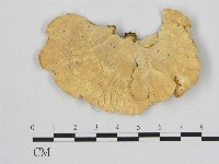 登錄號:F0006476藏品圖，第3張