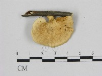 登錄號:F0006477藏品圖，第1張