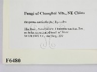 登錄號:F0006480藏品圖，第2張