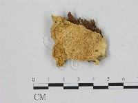 登錄號:F0006482藏品圖，第1張