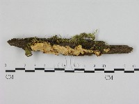 登錄號:F0006483藏品圖，第1張
