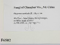 登錄號:F0006502藏品圖，第2張