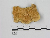 登錄號:F0006504藏品圖，第1張