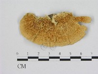 登錄號:F0006508藏品圖，第1張