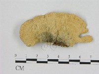 登錄號:F0006508藏品圖，第3張