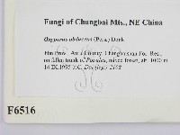 登錄號:F0006516藏品圖，第2張